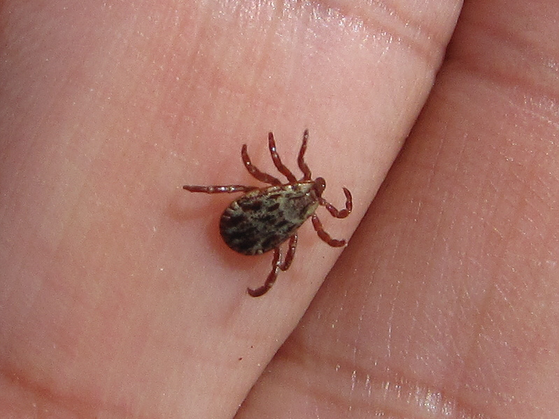 Kelly and I both picked up quite a few of these critters on this day.