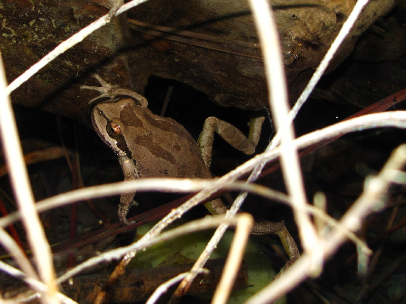 Seems to be a happy camper in this little corner of the world!