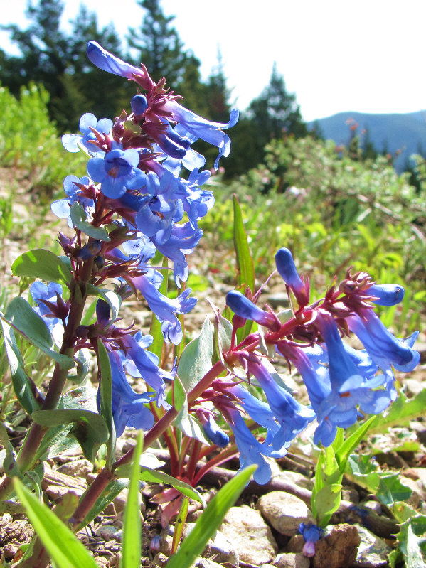 Pretty flowers, aren't they?