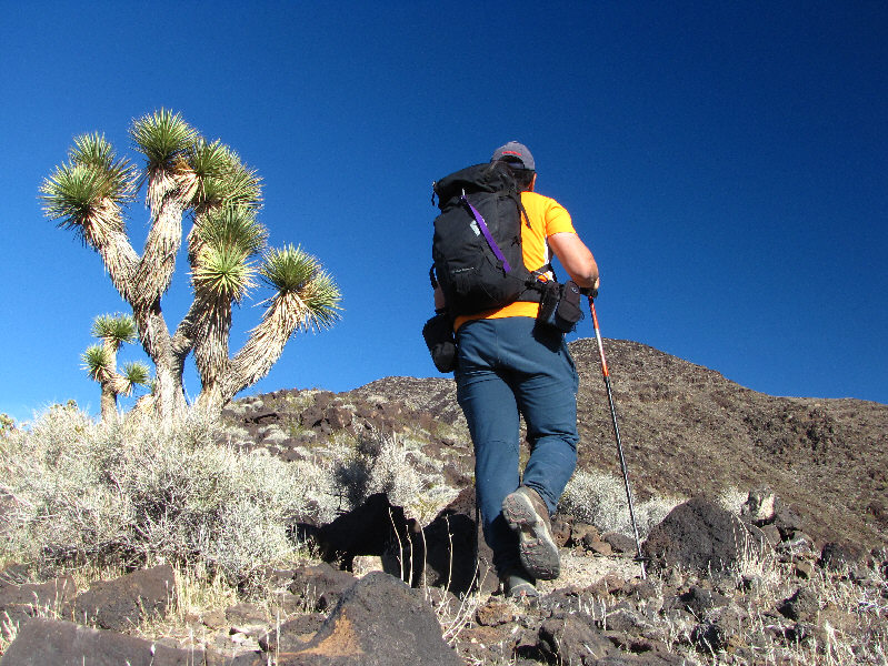 Is it a Mojave yucca or Joshua tree or neither??