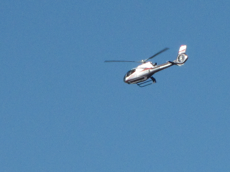 Carrying fat-assed tourists.