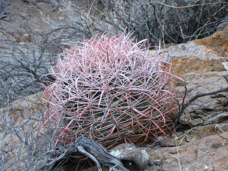 I startled a great horned owl near here but was unable to get a photo.