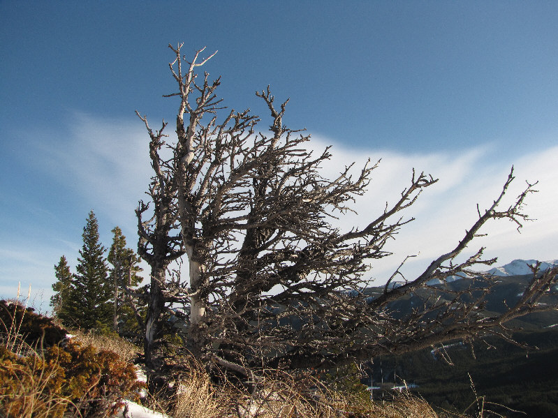 Look! The branches are all pointing toward Las Vegas!