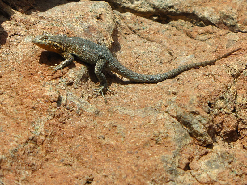 We saw a lot of these.