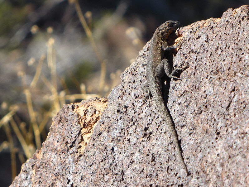 Around Las Vegas, these are almost as common as their cousins, the "lounge lizards"!