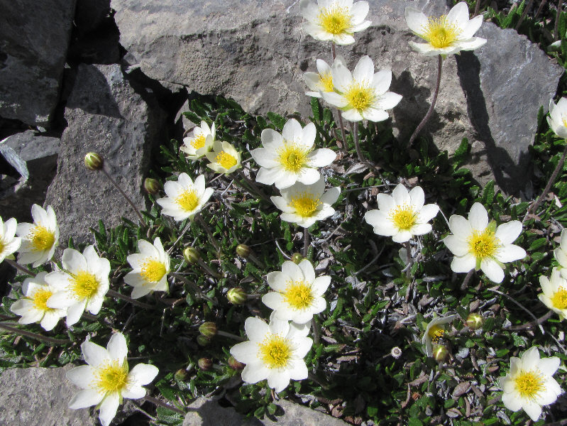 Token flower picture.