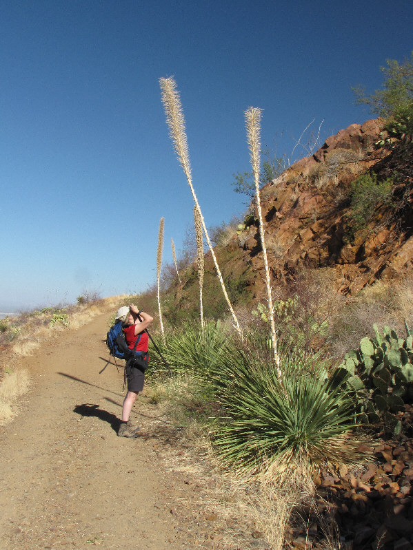 It's amazing how much vegetation there is in a desert.