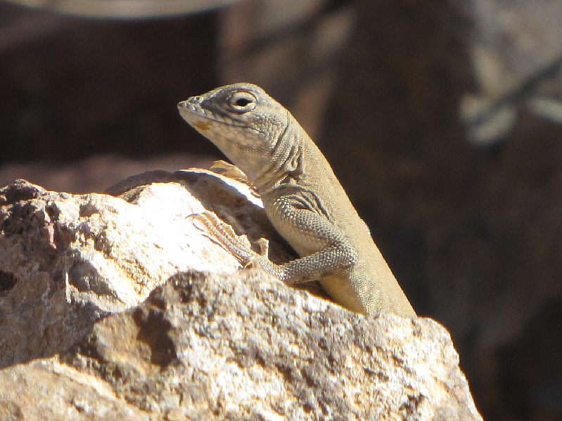 We saw a lot of these here.