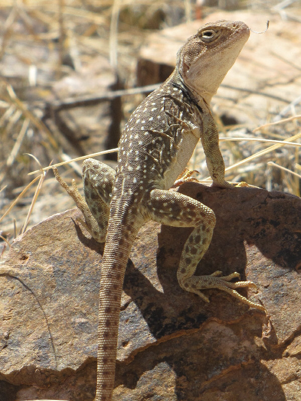 It's interesting how the lizard's spots reverse colour from body to tail.
