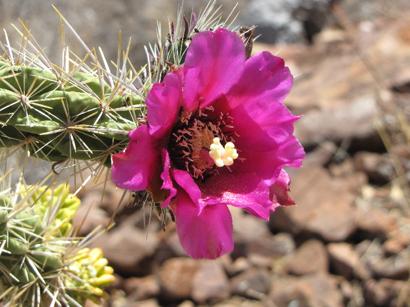 Notice all the ants swarming the flower.