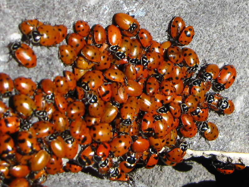 Some of them look like they're doing more than just huddling!