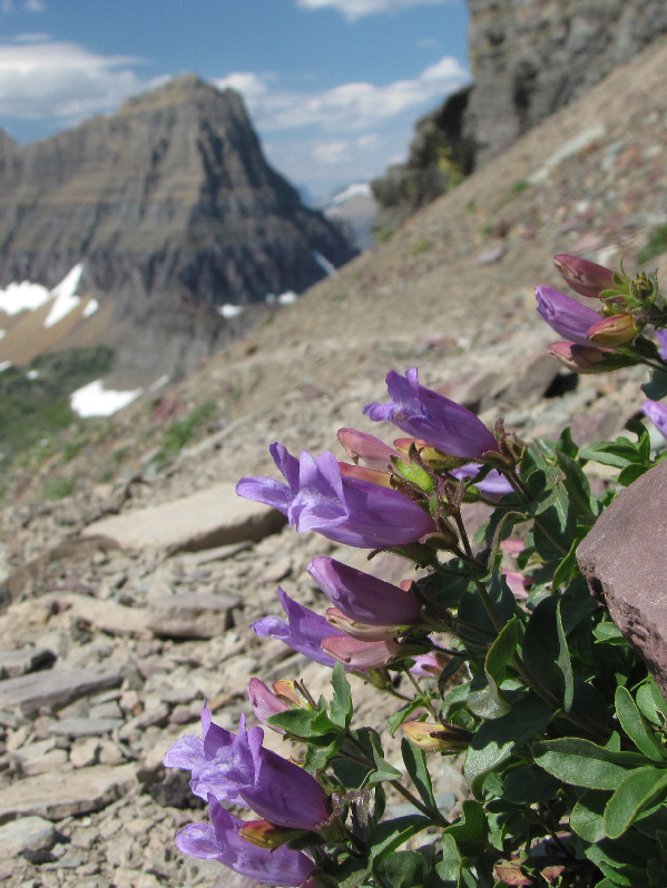 Time to stop and smell the...creeping beartongues??