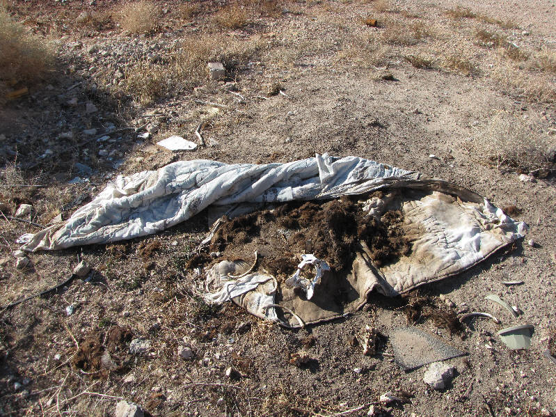 Or at least I think it was a dog...