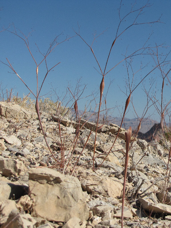 I wonder if there are any desert trombones...