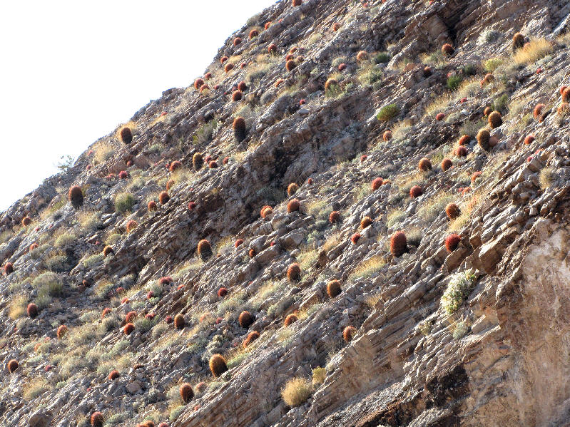 They seem to favour sunny slopes.