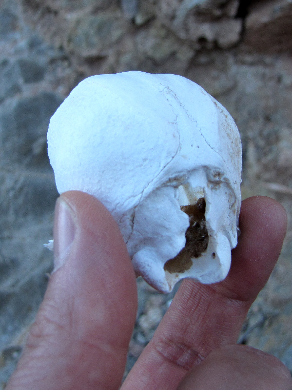 Any ideas what kind of animal this is from?