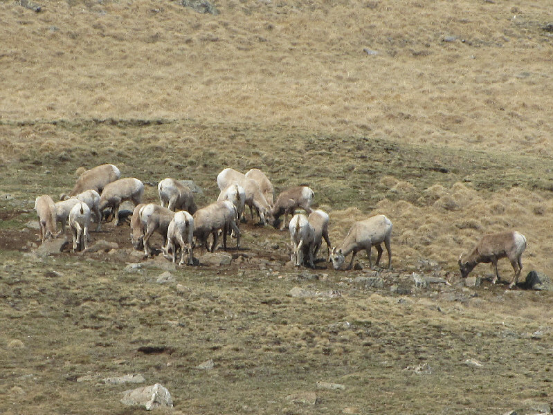 We saw them descend from the ridge we were heading up.