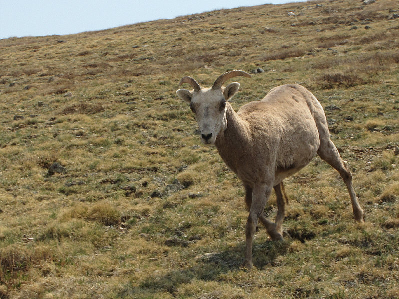 Though it had an entire hillside to maneuver around, this sheep nearly ran right over me!