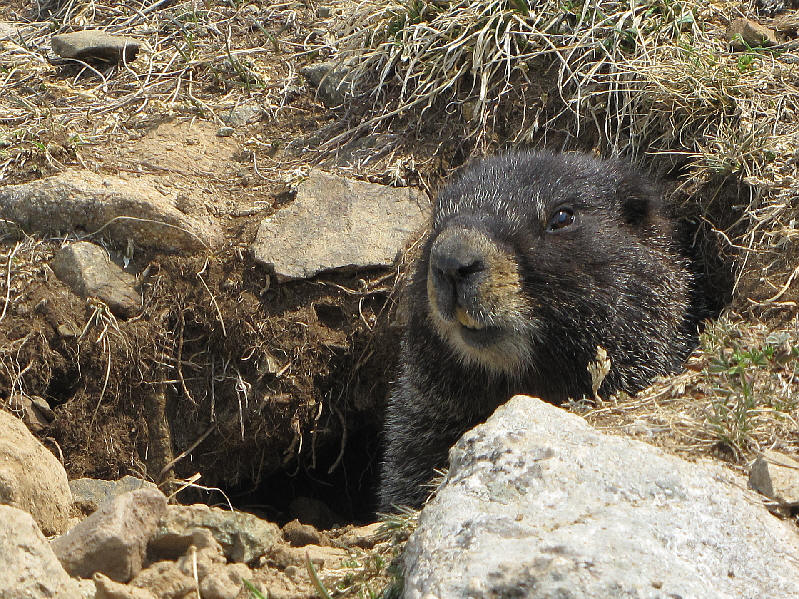We saw a lot of marmots in La Cal Basin, but this one seemed genuinely curious about us and let us get quite close.