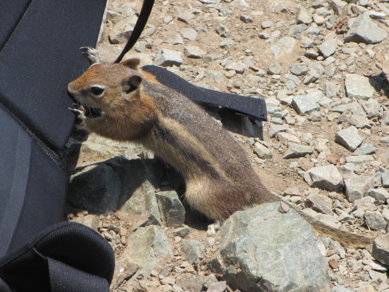 I made sure it wasn't actually chewing...