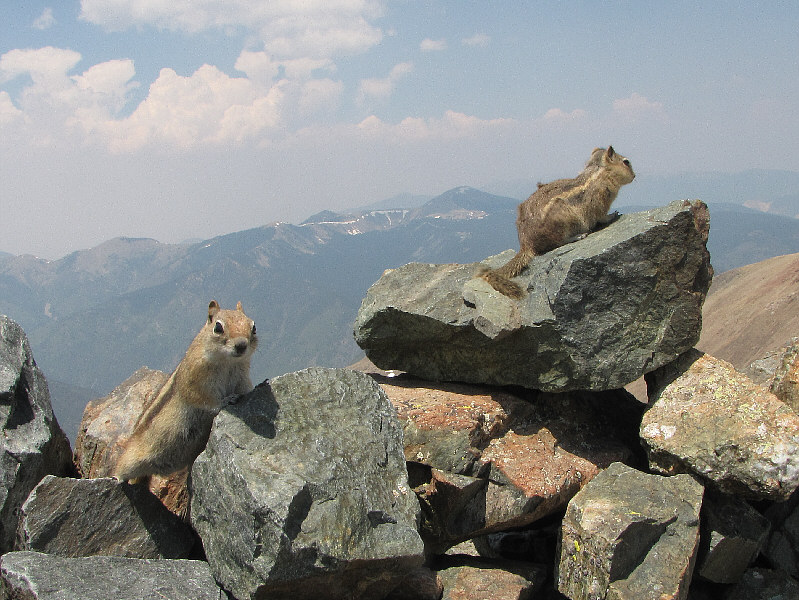 One of them actually crawled onto Kelly's back a couple of times!