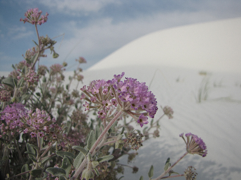 It's amazing that it can thrive in this harsh environment.