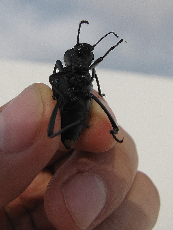 It's probably pissed off that I grabbed it for a photo!