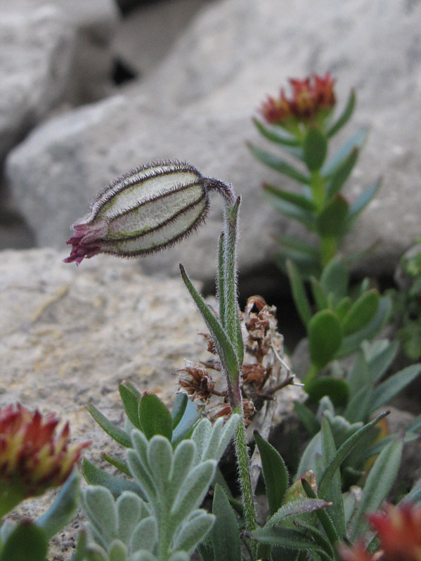 I first noticed these odd plants while climbing Piggy Plus in 2009.