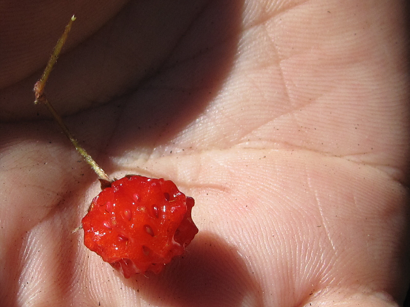 Yummy!