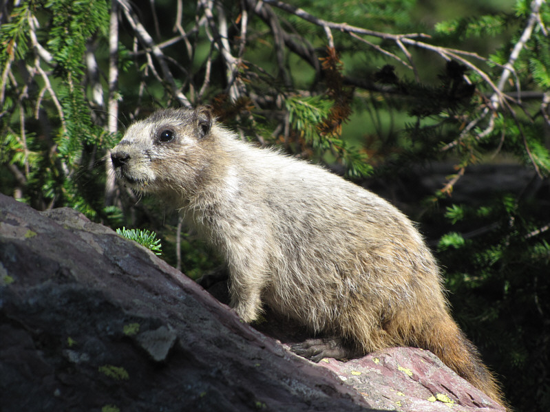 Not the same marmot that came bounding down the trail to greet us!