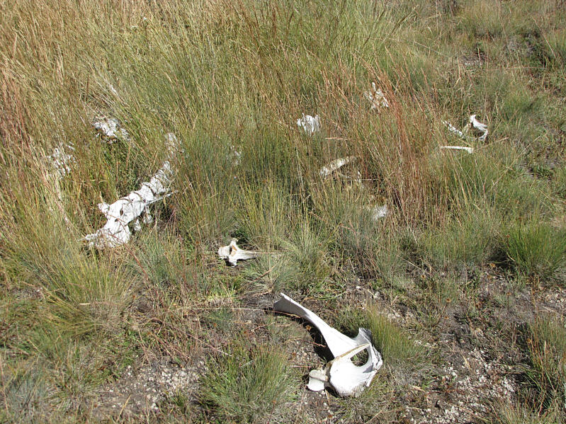 Look at the bones!!!