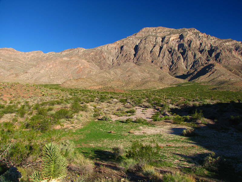 Any water that drains from the mountain likely collects here--hence the unusually green vegetation.