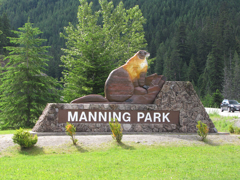 Some have remarked that the marmot's head more closely resembles that of a bear.