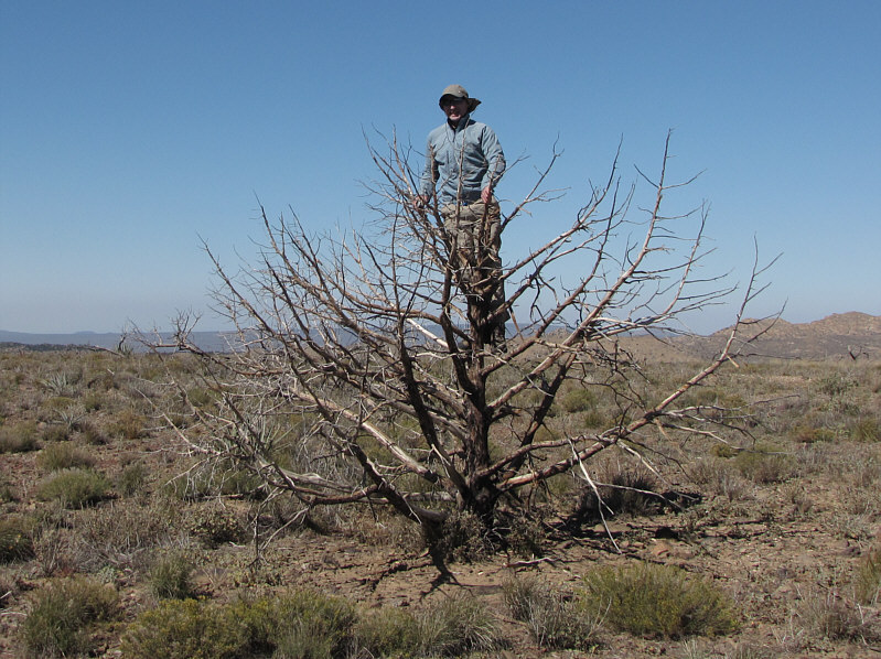 Bob looks like he's been crucified or impaled!