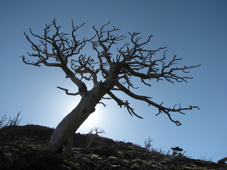 Looks like the famous Burmis Tree near Crowsnest Pass.