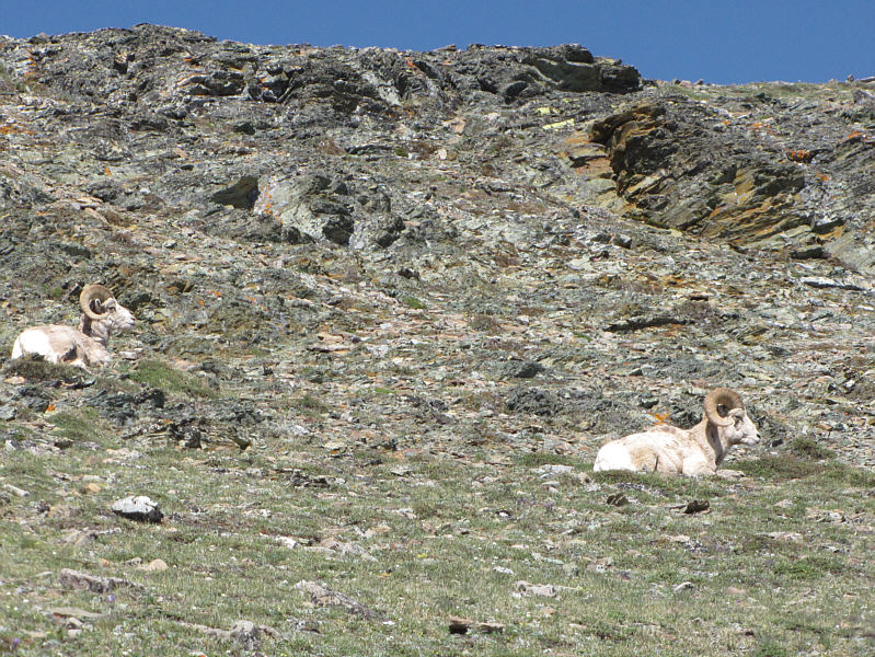 Always love to see the big horns!