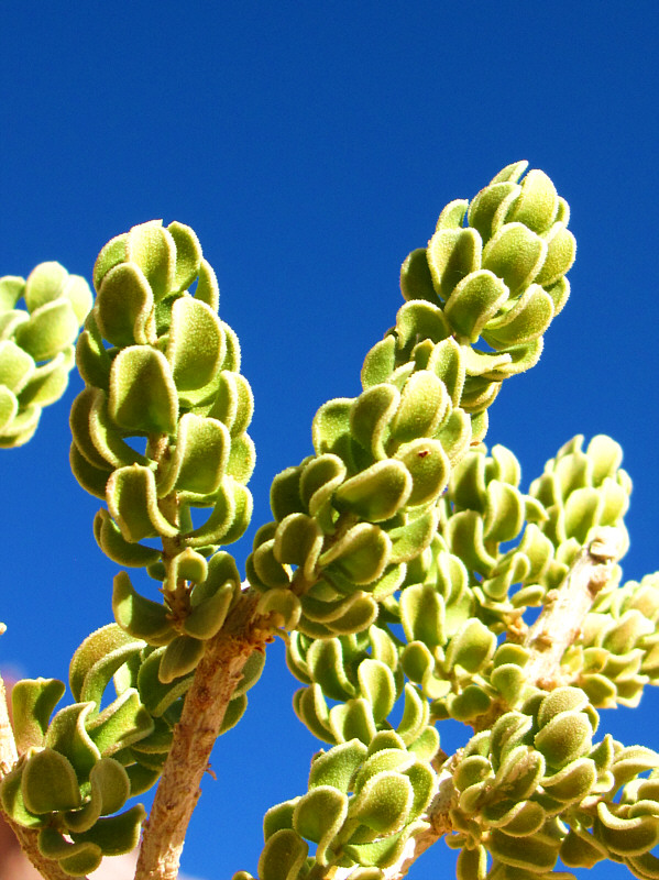 This was a very tough plant to identify!