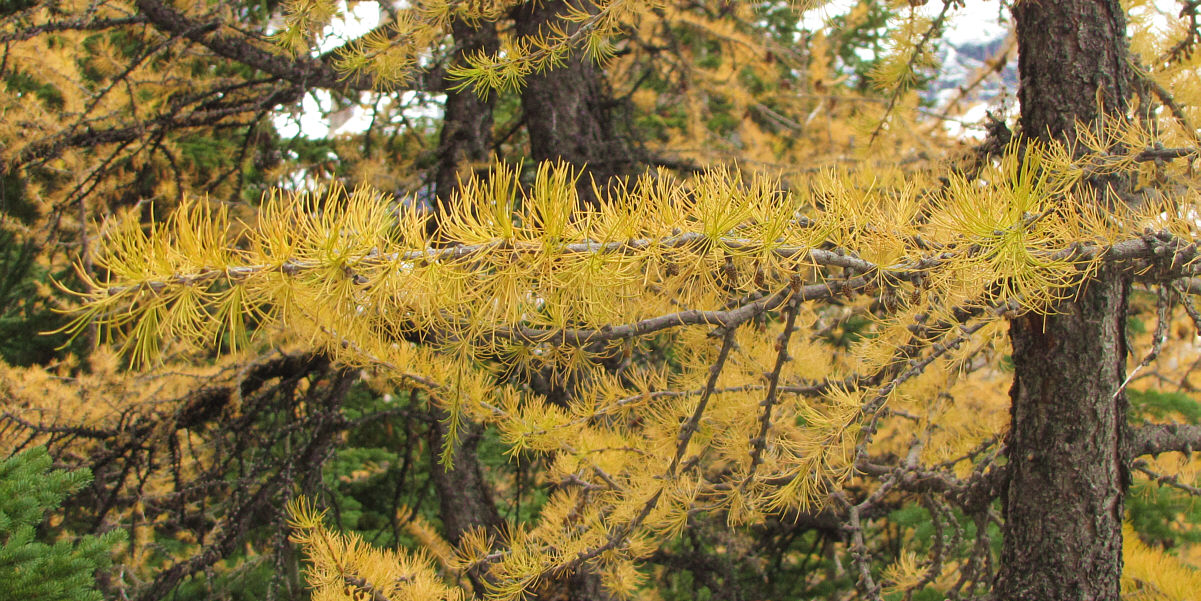 And now, no. 3...the Larch!