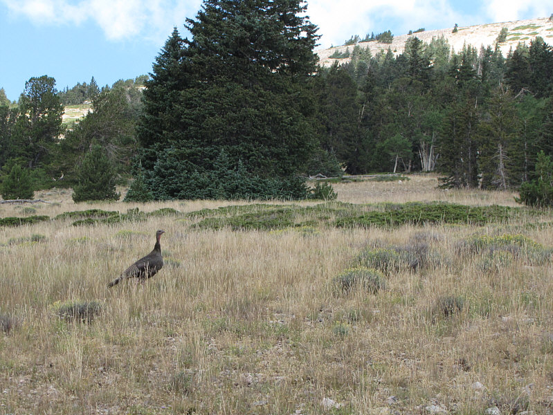 Just kidding. There's actually a cairn here.