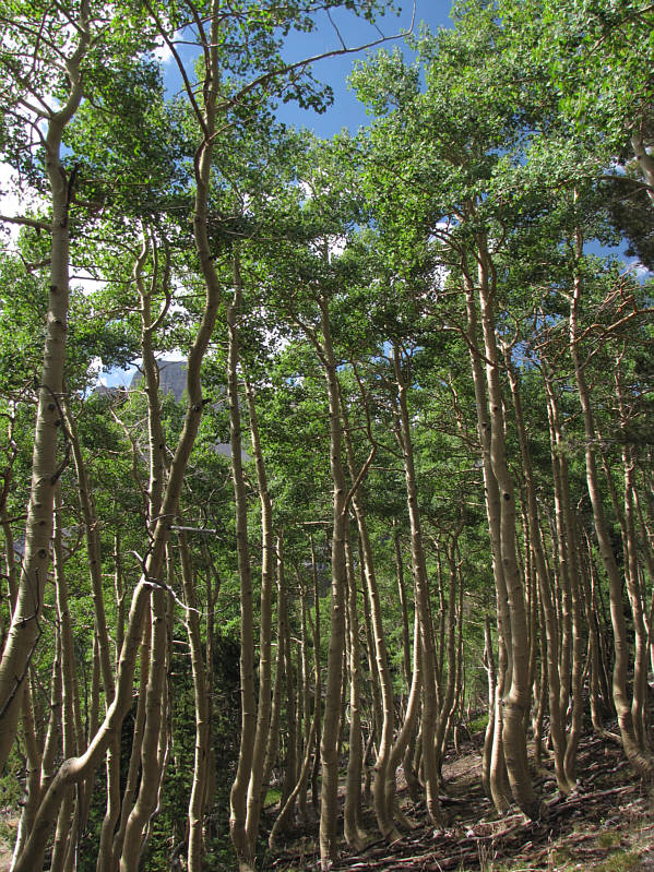 Very pleasant in this forest.