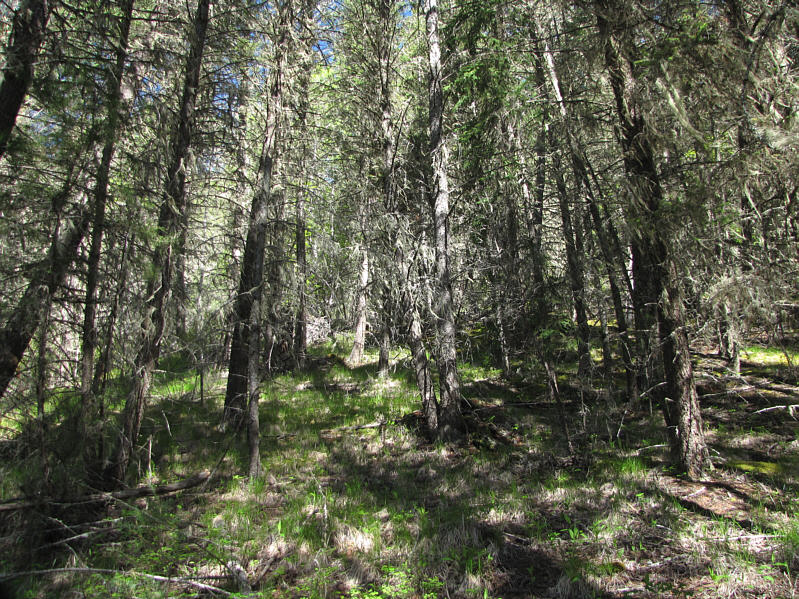 At least the bushwhacking is tolerable...mostly.