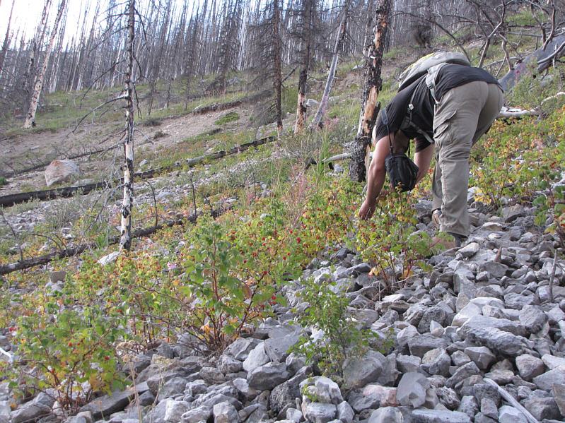 Probably slowed us down more than the deadfall!