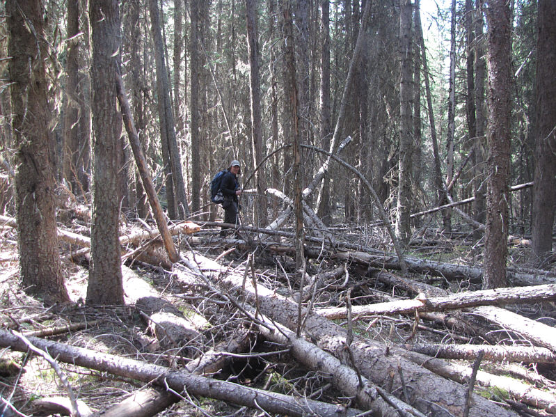 Watch out for some bones too!