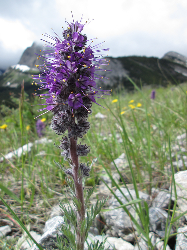 When mountain tops are covered with clouds, you may as well take pictures of flowers!