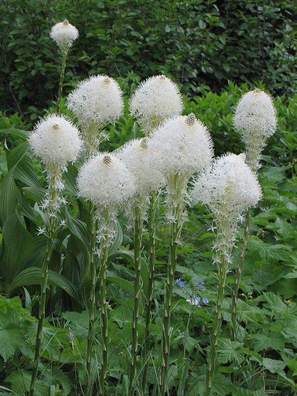 I almost wanna pet them...