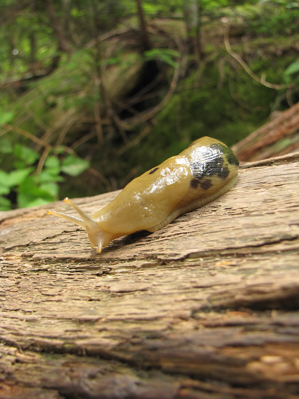 Fascinating creature!