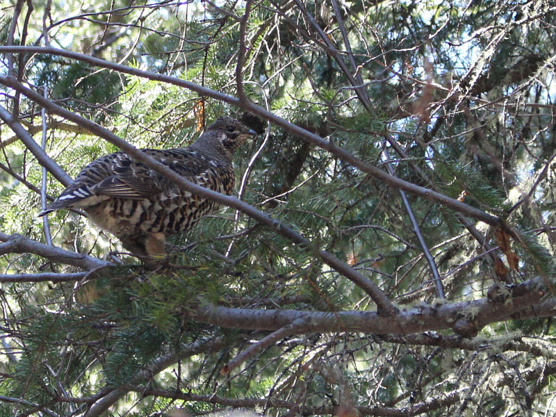 It's pining for the fjords!