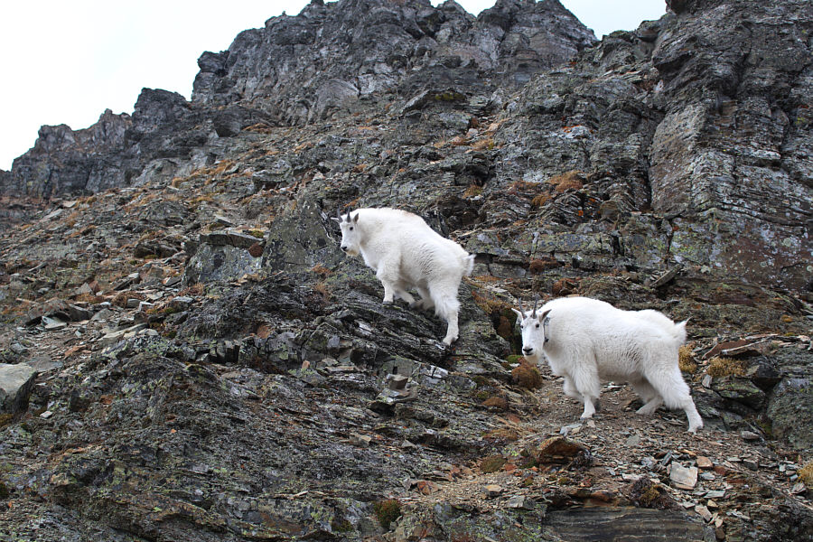One of them has a radio collar--must be a baaaaaaad goat!