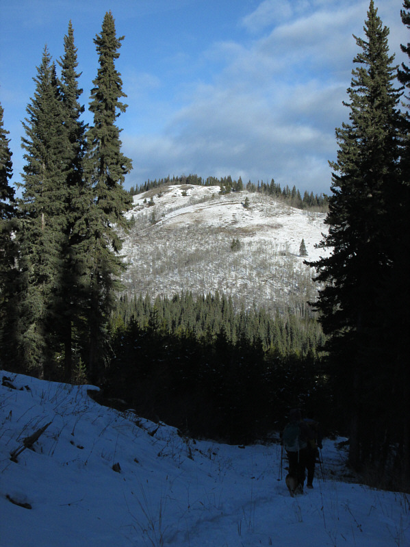 Hmm...another treed summit...sigh.