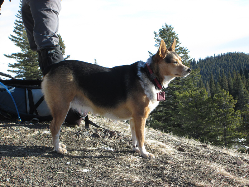 Tehya is some kind of Australian Cattle Dog and Corgi mix...I think!